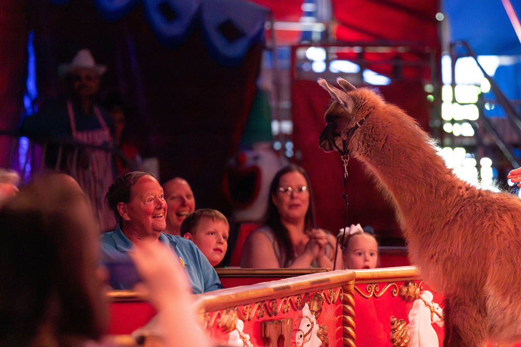 A photo of a circus show of a llama looking at an older man with dark hair wearing a blue shirt and smiling, with people in the audience next to him.